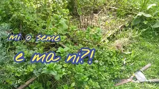 o kipisi e kasi, o kama e kili! // suno pi toki pona 2023