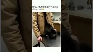 Adorable Cat Compilation! 😻 #CuteKitties #SweetMoments #CatLoversUnite...