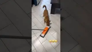 Fun cleaning🤣😁😜 #animals #dog #pets #funnyvideo #youtubeshorts #doglover