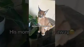 Caracal Kitten