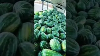 Арбузы катяттскатятся под офигенный трек #memes #youtube #tiktok