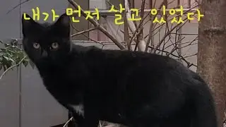 이사왔는데 길고양이가 먼저 점령하고 있어요