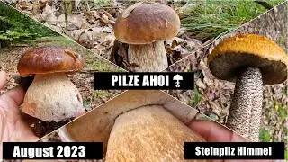 Steinpilz Festival in Niedersachsen - August 2023