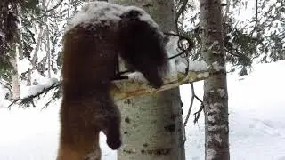 После Новогодние соболюшки в капканах 2023 г.