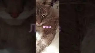 Знакомьтесь это наш тайский кот Лэнкс #tiktok #кот #тайский #cat