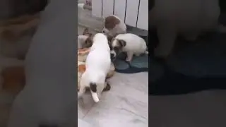 Щенки Джек рассел