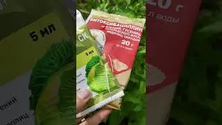 Кто-то 🐛 грызёт листья клубники, овощей, зелени. Обрабатываю . #клубника #дача #зелень #мята #перец