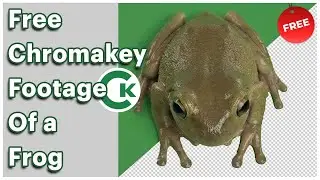 Free Frog Green Screen Footage | Chroma Key Frog Video