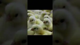 YO LO SÉ, Y LO COMO IGUAL