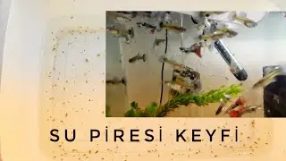 Lepisteslerimize Canlı Yem
