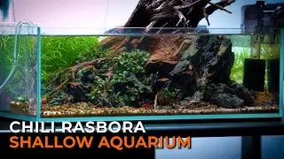 IS THIS MY BEST AQUARIUM?! | Nano Aquascape