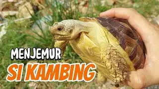menjemur si kambing #sulcata #tortoise  #reptiles