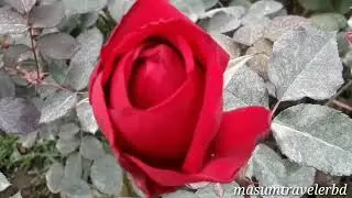 গোলাপ গ্রাম, বিরুলিয়া, সাভার। The village of Rose!