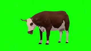 Free cow green screen video ||copyright  free