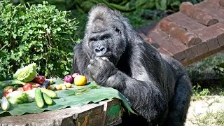 Великий ювілей української горили / Great anniversary of the Ukrainian gorilla