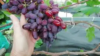 Аметист Новочеркасский- стабильный урожай.