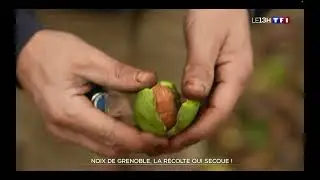 Reportage TF1 13h : Noix de Grenoble la récolte qui secoue!