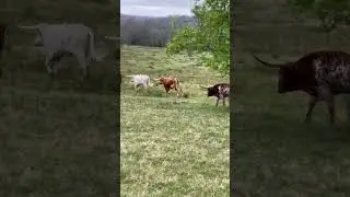 Long Horns