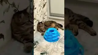 #cat #кошки #кисонька #кошка #тесса