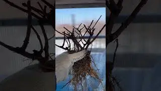 #гортензияметельчатая