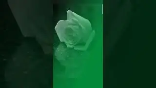 green rose 🌹 editing 📸📸