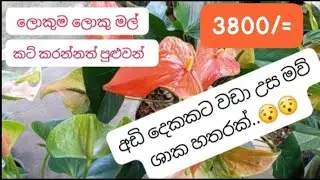 😯 පැකේජ අංක #28 මෙයාලගේ ලස්සන හැමදාම බලන්න කැමති කව්ද මේක ගෙනාවේ ඒ ඔයාටමයි...