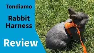 Just what you want to know: Tondiamo Bunny Rabbit Harness