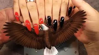 ОРЛИНЫЕ КОГТИ |  МАНИКЮР
