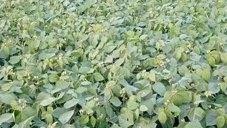 harvesting mung ।। मूंग की कटाई चल रही है।