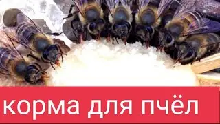 Корма для пчёл. Углеводы, жиры и белки для пчёл. Медо-перговое кормление пчёл. В.Г. Кашковский