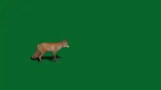 green screen fox | fox green screen no copyright