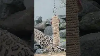 Feeding our Snow Leopard
