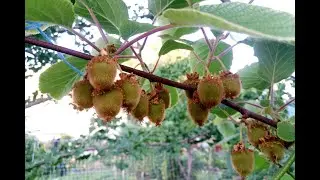 Актинидия самоопыляемая сорт 