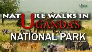 Nature Walks In Uganda's National Parks