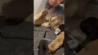FILHOTES DE PIT MONSTER #cães #filhotes #pitmonster #pitbull