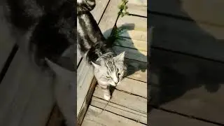 Няшка #кисонька #котик #кошка #котики #кошки #кот #кот #смешныеживотные