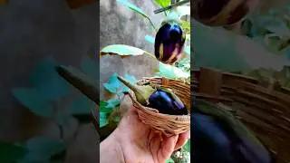 Today's Harvest 💝 Freash Baigan 😍 भाटा #shorts #shortsfeed #viral #baigan #cgshorts #trending #yt
