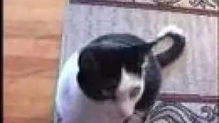 Cat Won't Shut Up!