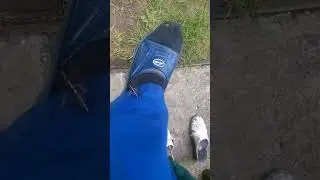 Бабочка бестрашная