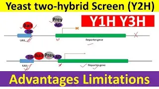 Yeast two-hybrid system | Yeast two-hybrid system for protein protein interaction | Y2H Assay |
