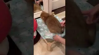 #котик ворчит