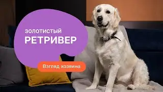 Золотистый ретривер — все о породе, плюсы и минусы — шоу «Ожидание/реальность»