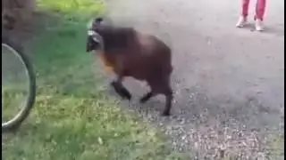 Месть барана 😂