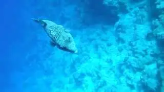 Рыбы Красного моря. Иглобрюх/Рыба ёж.