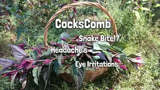 Cockscomb Celosia - It is Food, Medicine and Heals Snake bites?!