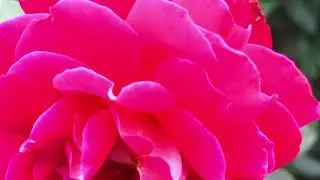 🌹💐🌺🌸🌼☁️🌊Тина Кароль, KAZKA - Зіронька🌹💐🌺🌸🌼☁️🌊