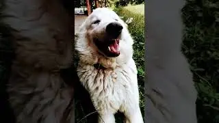 My funny dog