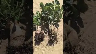 Адениумы.пересадка#plants #моирастения #комнатныерастения #смех #юмор