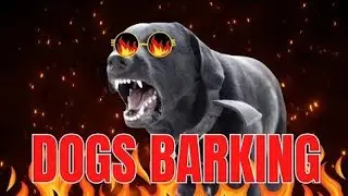 top 10 dog barking 2024| funny dog video 2024 #dogbarking