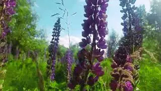 Прогулка в Ликино-Дулёво